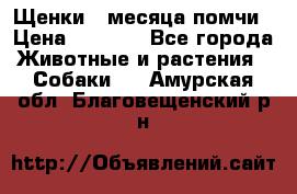 Щенки 4 месяца-помчи › Цена ­ 5 000 - Все города Животные и растения » Собаки   . Амурская обл.,Благовещенский р-н